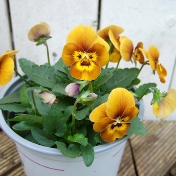 DSCF8161.jpg
