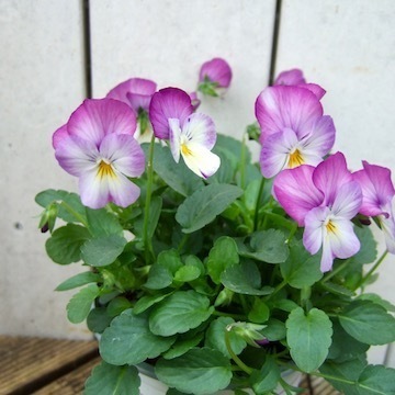 DSCF8165.jpg
