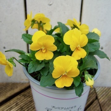 DSCF8167.jpg