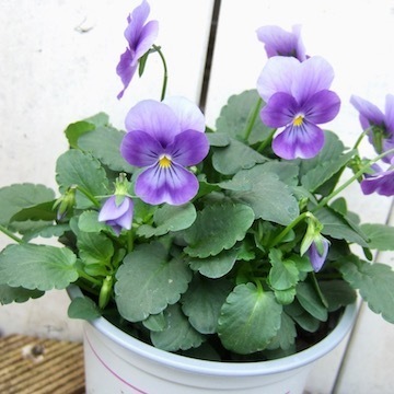 DSCF8169.jpg