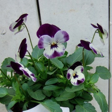 DSCF8170.jpg