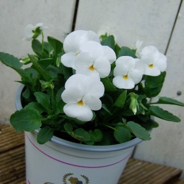 DSCF8172.jpg