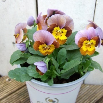 DSCF8178.jpg